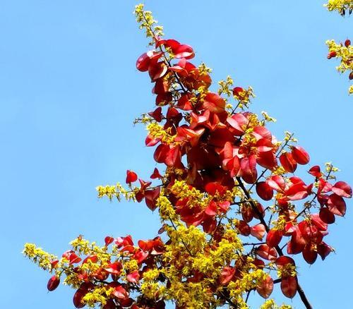 栾树花期多长时间（有关栾树的养护方法）