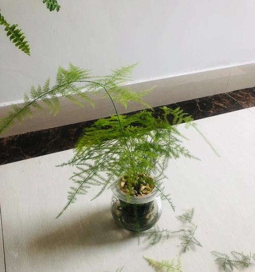 文竹变黄了怎么补救（教你如何拯救叶子发黄的文竹）