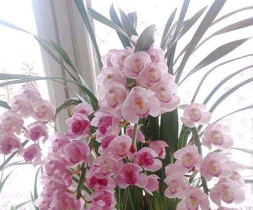 惠兰花怎么养殖方法（蕙兰的养殖注意事项）