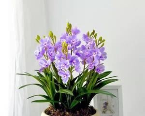 惠兰花怎么养殖方法（蕙兰的养殖注意事项）