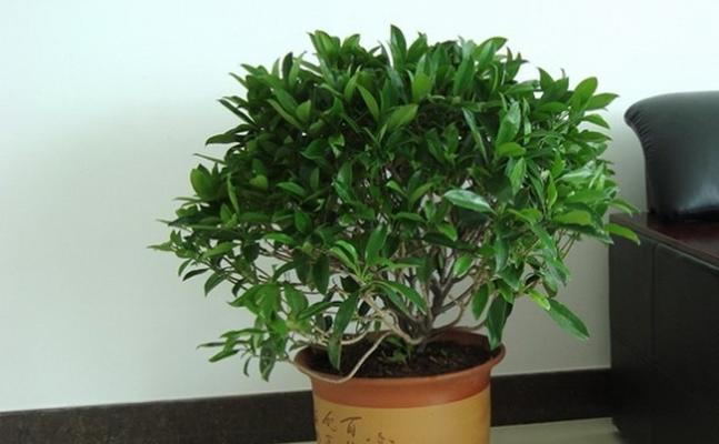 非洲茉莉球怎么养（茉莉花的养殖方法和浇水）