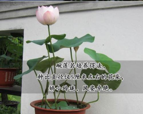 睡莲种植方法水培（有关睡莲的栽培技术）