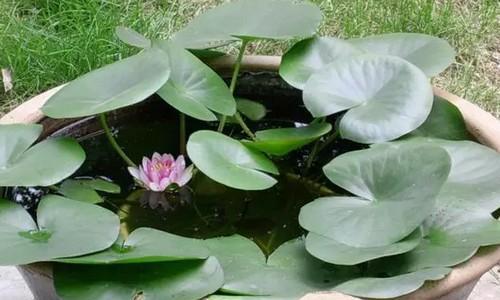 睡莲种植方法水培（有关睡莲的栽培技术）