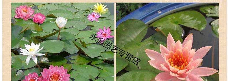 睡莲种植方法水培（有关睡莲的栽培技术）