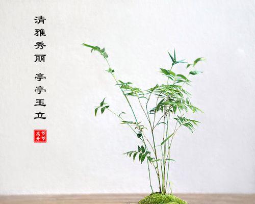 凤尾竹怎么养殖（凤尾竹养护方法和注意事项）