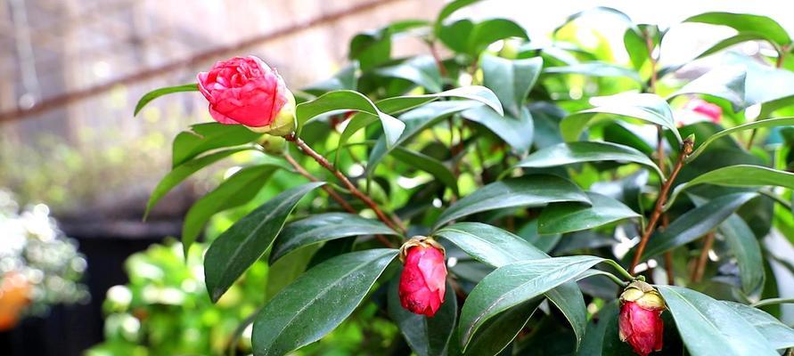 北方茶花的养殖方法有哪些(家养茶花的注意事项)