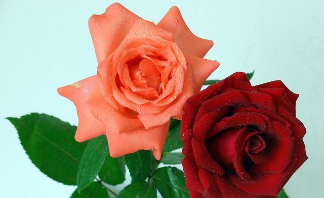 玫瑰花种类有哪些（常见玫瑰花品种介绍）