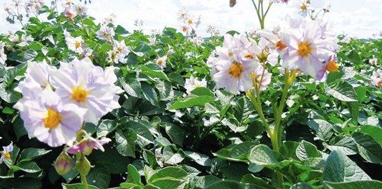 马铃薯怎样种植和施肥（马铃薯种植技术与管理）