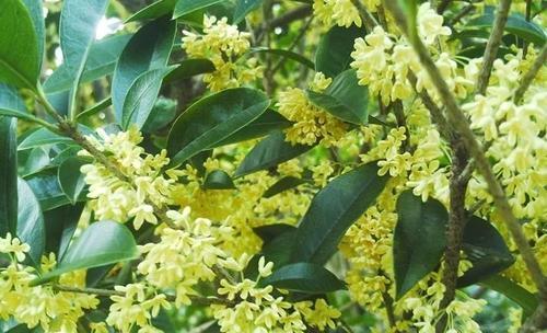 桂花树种植方法和时间（有关桂花的栽培管理要点）