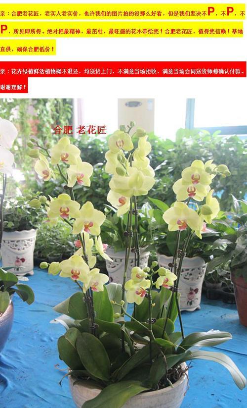 开花后的蝴蝶兰如何养护（蝴蝶兰开完花如何护理）