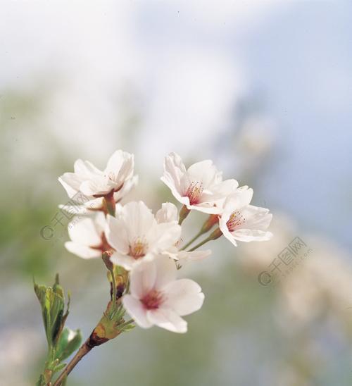 春天代表性的花是什么（关于春天最美的八种花）