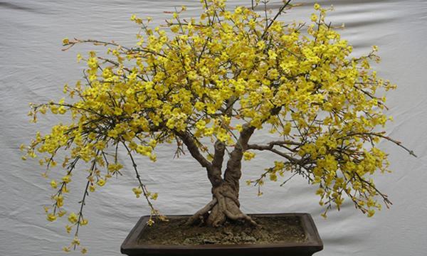 迎春花盆景怎么养（盆栽迎春花的养殖方法）