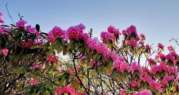 杜鹃花什么时候开花季节（有关杜鹃花花期简介）