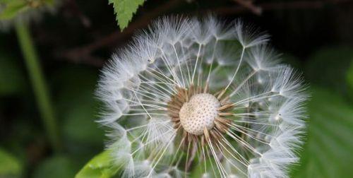 有关植物传播种子的方法有哪些（详解种子传播方式）