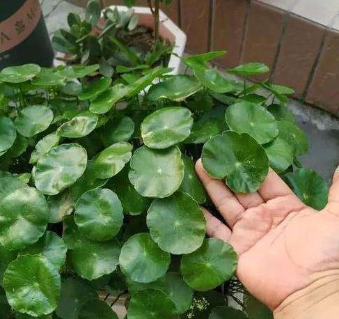 铜钱草种子怎么种（铜钱草种子播种时间和方法）