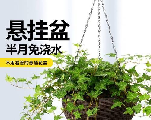 佛珠吊兰冬天怎么养（详解佛珠吊兰养护知识）
