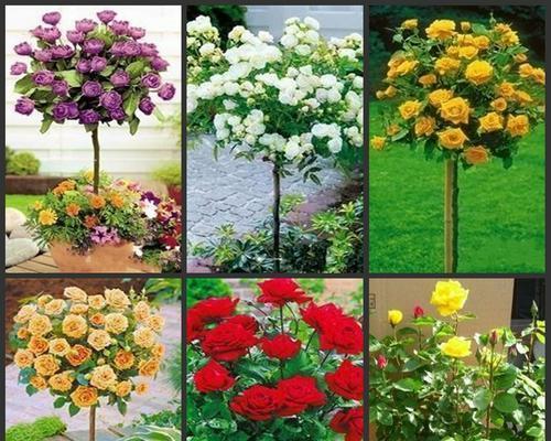 月季花嫁接什么树桩好（月季花的嫁接时间）