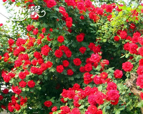 勤花的藤本月季有哪些（五大勤花月季排名）