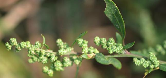 藜科植物有哪些（常见的藜科植物介绍）