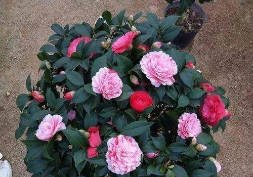 四季茶花怎么养（四季茶花盆栽的养护要点）