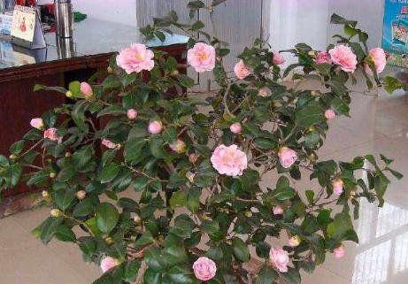 四季茶花怎么养（四季茶花盆栽的养护要点）