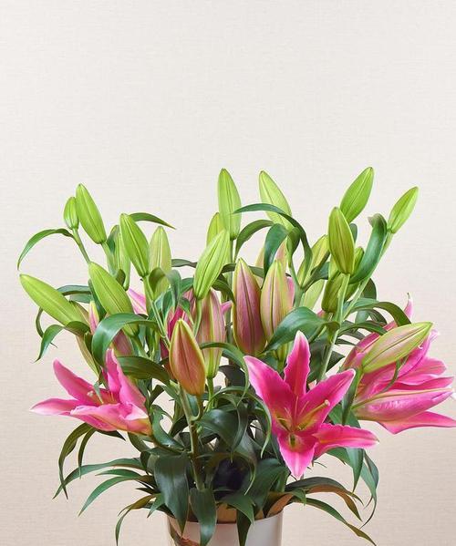 盆栽百合花怎么养才好（盆栽百合花的养殖方法）