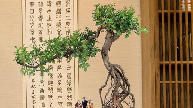 雀梅盆景的养护方法有什么（种植雀梅的注意事项）