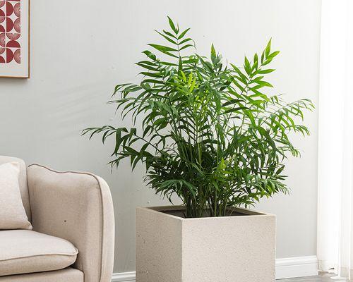 花盆种菜怎么施肥（家庭花盆种菜施肥技巧）