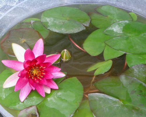 怎样培育水培植物睡莲（水培睡莲的养殖方法讲解）