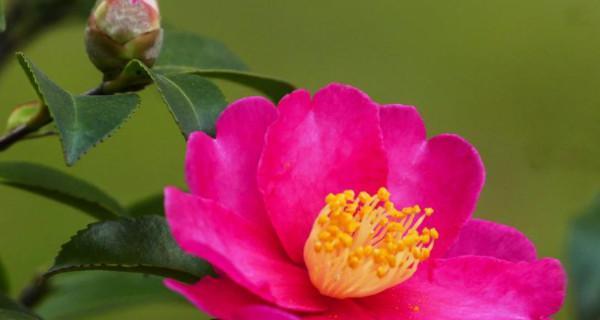 茶梅花语的美丽寓意（探索茶梅花语的深层含义与文化传承）