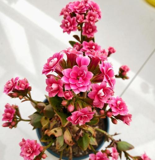 长寿花的花语与寓意（揭示长寿花的祝福与传说）