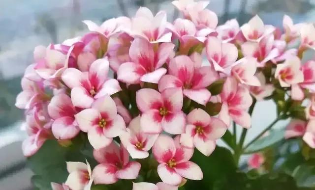 长寿花的花语及其意义（探索长寿花的花语）