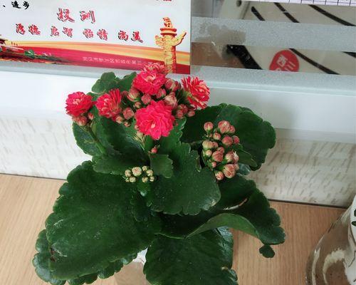 以长寿花花语幼儿园，创造快乐成长的天地（让爱与关怀在长寿花花语幼儿园绽放）