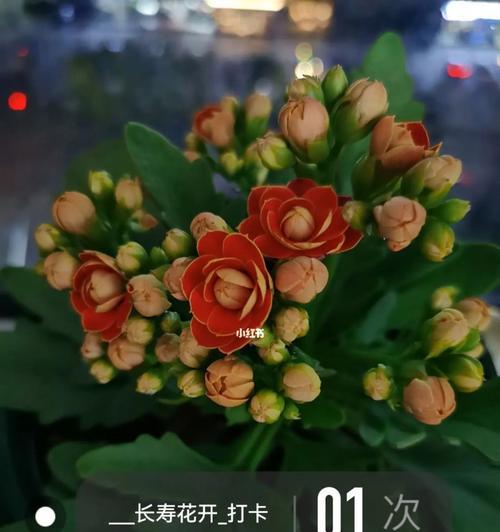 长寿花的颜色寓意大揭秘（揭秘长寿花颜色的含义及象征）