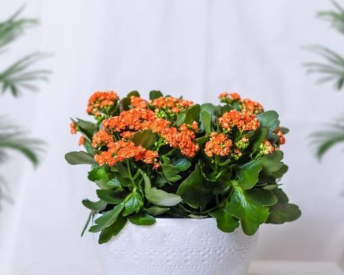 长寿花的颜色寓意大揭秘（揭秘长寿花颜色的含义及象征）