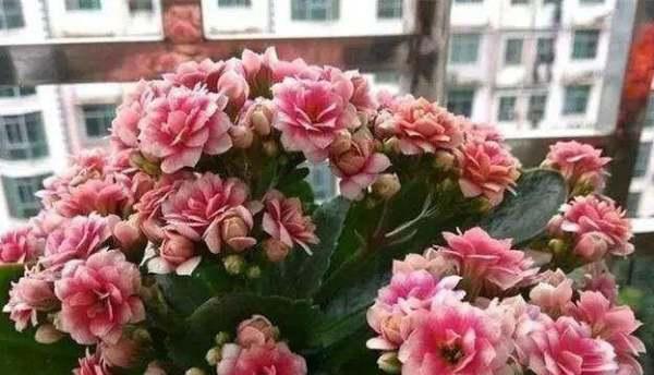 以长寿花摘心的含义和象征（传承和珍爱长寿花）