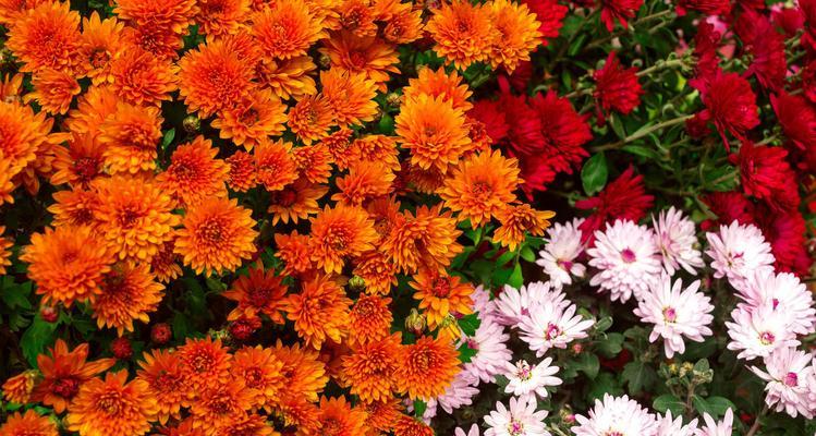 橙色菊花（揭示橙色菊花花语的深刻寓意）