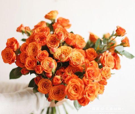 橙色玫瑰(花开如火)