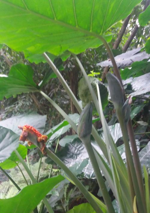 滴水观音植物（探索滴水观音植物的深意）