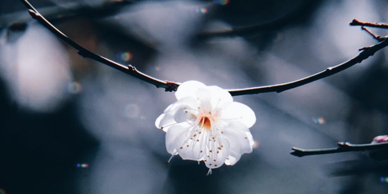 冬天梅花之美（独特魅力在冰雪中绽放）