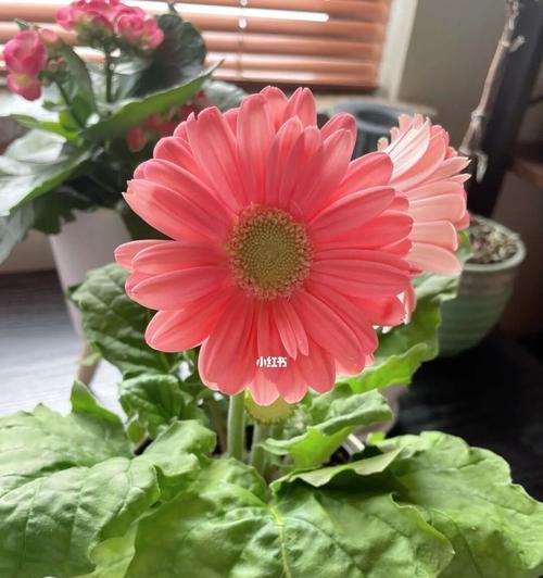 非洲菊的美丽与象征之旅（揭开非洲菊花背后的深层含义）