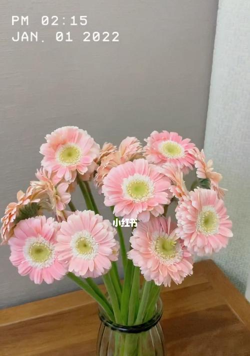 探秘非洲菊花语与风水的奥秘（传承千年的非洲菊花文化与风水学说）