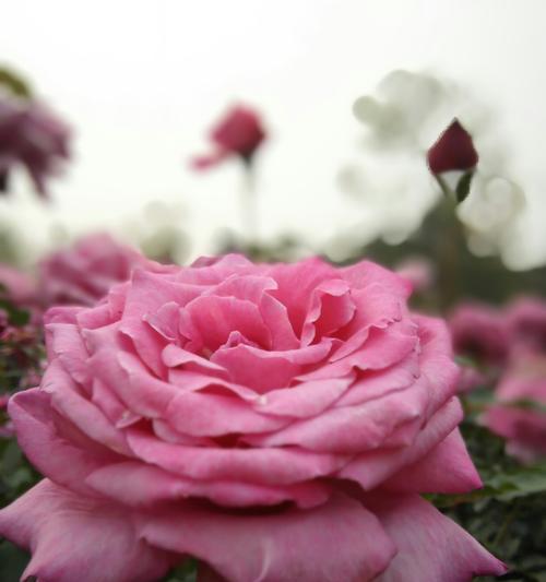 粉色月季花的花语之美（探索粉色月季花的花语与意义）