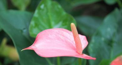 粉色马蹄莲花的美丽与象征意义（粉色马蹄莲花）