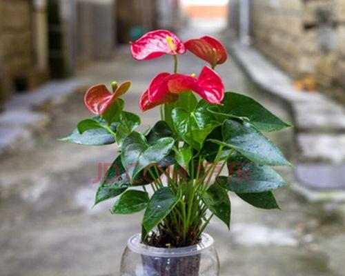 粉掌与玫瑰（当花瓣遇见掌纹）
