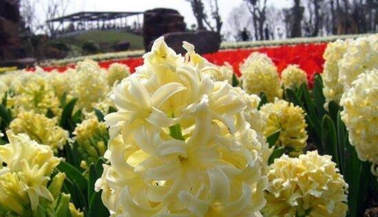 风信子花语与特性（探寻风信子的花语及其独特特性）
