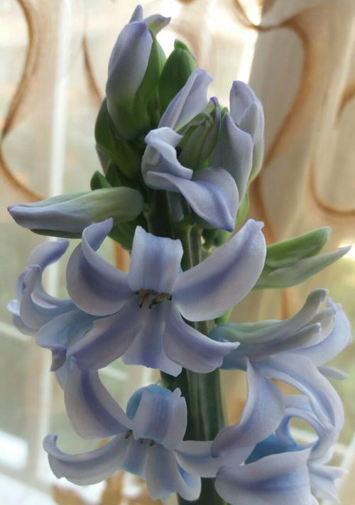 风信子花语与特性（探寻风信子的花语及其独特特性）