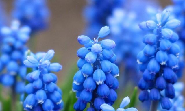 风信子的花语与寓意（探秘风信子花语）