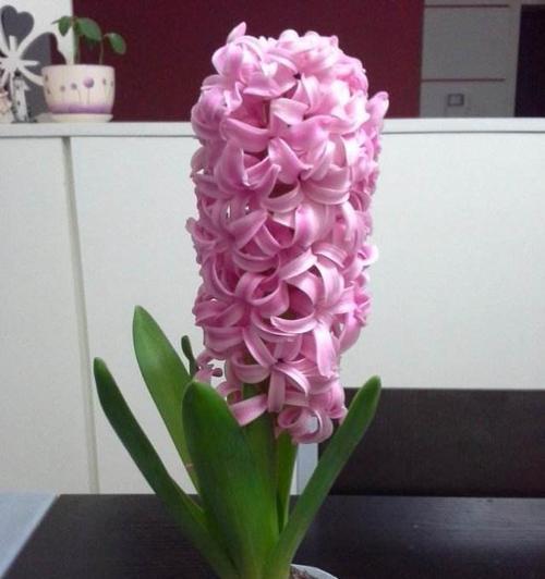 风信子的花语与寓意（探秘风信子花语）