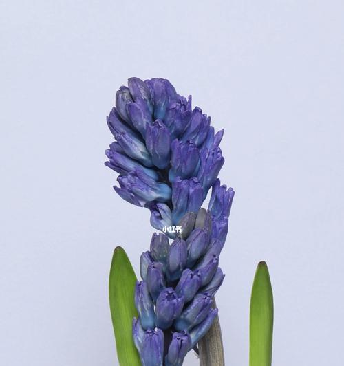 风信子的花语与寓意（探秘风信子花语）